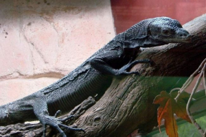 Fekete varan és élete a terráriumban